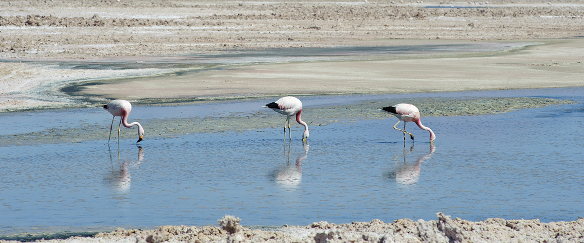 Salar de Atacama